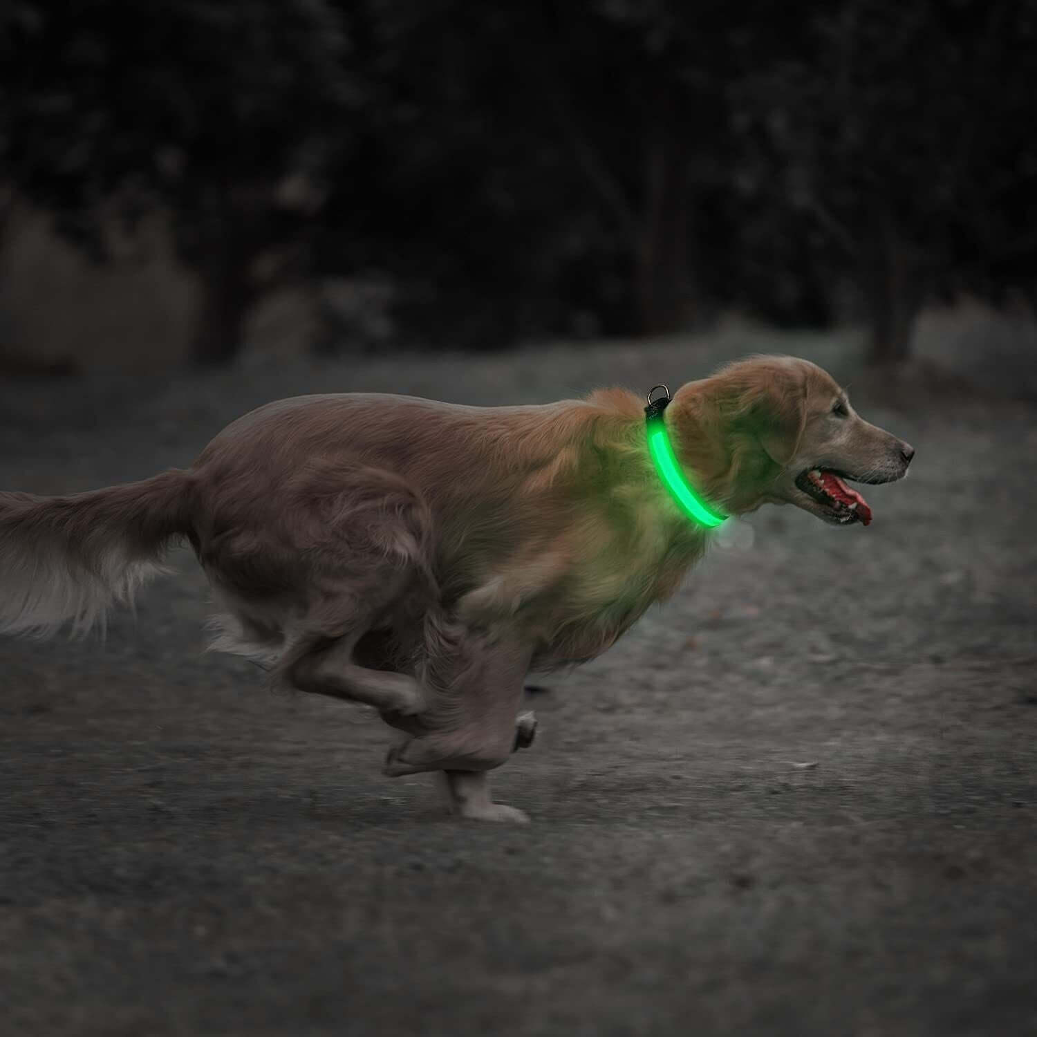 USB Rechargeable LED Pet Dog Collar Flashing Luminous Safety Light up Nylon UK - NovaNest